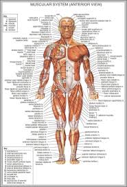 Human Body Anatomy Chart Anatomy System Human Body