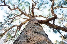 >> there was a falcon nest right here. An Open Letter From 1 200 Australian Academics On The Djab Wurrung Trees Croakey Health Media