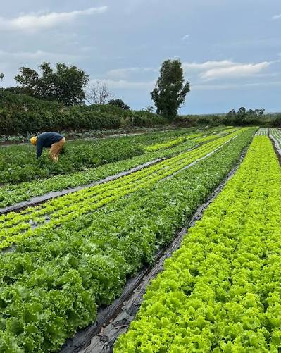 Diversos tons de verde da Santa Roça. 💚 Cores e texturas que são  resultados de um cultivo feito com muito carinho e respeito à terra. Comida  de verdade, sem agrotóxicos, colhidas no