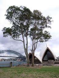 Image result for Eucalyptus tereticornis