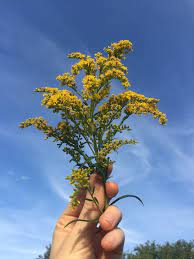 Goldenrod Libra S Garden Medicinal Plants Herbalism Goldenrod