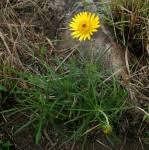 Image result for Berkheya zeyheri