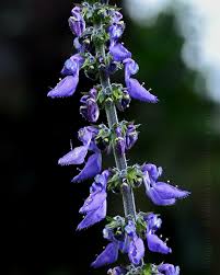 Image result for Coleus barbatus