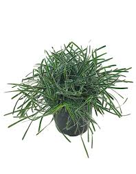 Image result for Ficinia