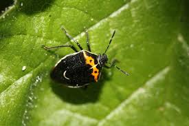 Image result for Canthium bugoyense