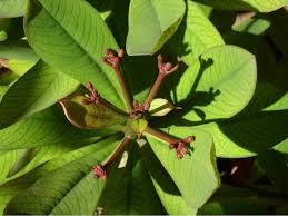 Image result for Euphorbia umbellata
