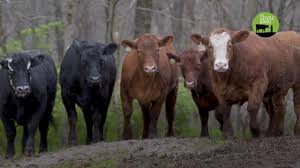 The gentle barn is a national nonprofit organization specializing in the rehabilitation of rescued animals and connecting their stories of. The St Louis Six Find A Forever Home At The Gentle Barn Huffpost