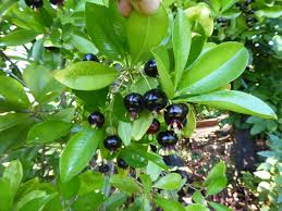 Fruits from the malus genus can be classed as 'eating apples,' 'culinary apples,' 'cooking apples,' or 'crabapples.'. My Edible Fruit Trees Bla Wa