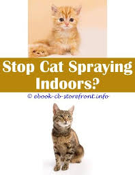 However, some neutered males will still spray if neutered later in life, mainly because it is now habit. 18 Tremendous Operation To Stop Cat Spraying Admirable Carpeta