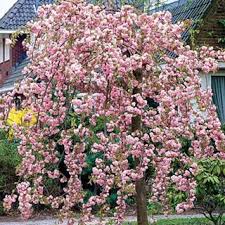 Pink Showers Cherry Tree Outside Plants Spring Blooming Trees Planting Shrubs
