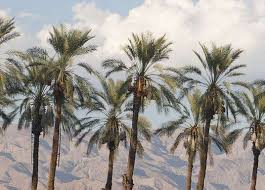 When carefree nyles and reluctant maid of honor sarah have a chance encounter at a palm springs wedding, things get complicated as they are unable to escape the venue, themselves, or each other. Top Hotels In Palm Springs California Cancel Free On Most Hotels Hotels Com