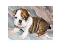 The bulldog is the national symbol of britain. English Bulldog Puppies In Texas