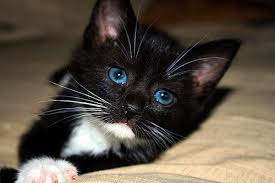 Black And White Cat With Blue Eyes Cute Tuxedo Cat Cute Baby Animals Cute Animals Images Cute Cats