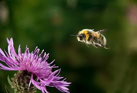 Image result for Bombus soroeensis