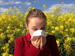 Allergy season is getting more intense with climate change – we're creating  better pollen forecasts to help - Wausau Pilot & Review