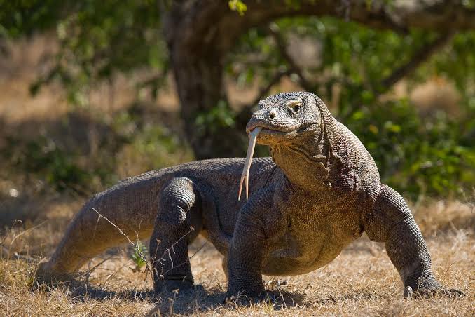 Taman Nasional Komodo

