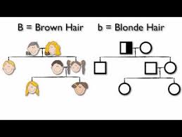 What Are Pedigree Charts Youtube