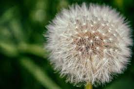 A Powder Puff Portraiture Of A Dandelion Powder Puff Dandelion Portraiture