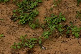 Image result for Boerhavia repens