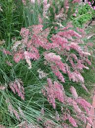 Image result for Melinis nerviglumis