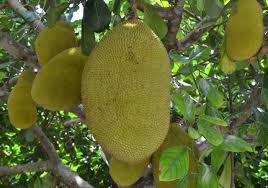Image result for Artocarpus heterophyllus