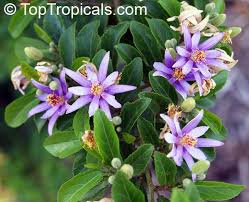 Image result for Grewia flava