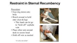This position makes it easier to access a patient's right side. Restraining In Lateral Recumbency Ppt Video Online Download