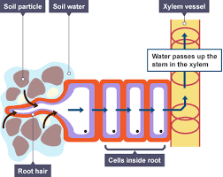 Osmosis in animal cells 2 introduction the inside of an egg is made of protein, fat (lipids) and a trace amount of carbs (nutritionandeggs.co.uk). Transport System In Plants