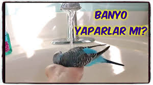 Muhabbet Kusu Banyo Yapar Mi Youtube