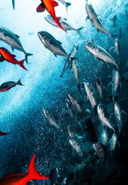 Image result for Cocos