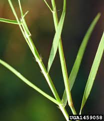 Image result for Cynodon