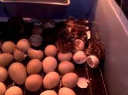 Check spelling or type a new query. Penetasan Anak Ayam Mutiara Dalam Incubator Youtube