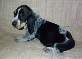 Basset hound puppies for sale in pa. Beagle For Sale Craigslist