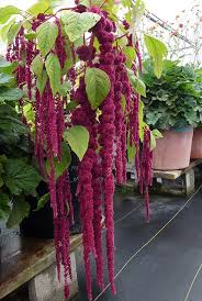 Amaranthus Caudatus Love Lies Bleeding Plants Flowers Planting Flowers