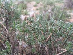 Image result for Eriocephalus ambiguus