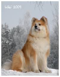 The american akita and the akita inu are considered a single breed with differences in type rather than two separate breeds ,akita's are prone to hip dysplasia, both hypothyroid and autoimmune thyroiditis, immune diseases like vkh and pemphigus, skin problems like sa and eyes (pra, micro, entropion) patella and other problems with the knee. Purchase Akita Inu Long Coat Up To 78 Off