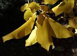 We did not find results for: Magnolia Macrophylla Wikipedia