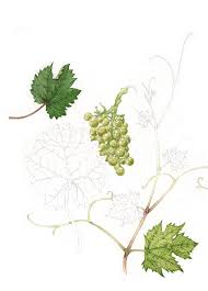 Image result for Vitis vinifera