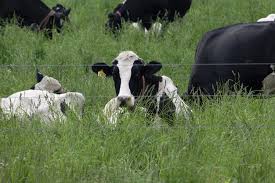 To eat small amounts of food over a period of time, usually instead of full meals. Grazing Taller Rodale Institute