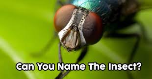 Insect quiz questions and answers. Can You Name The Insect Quizpug