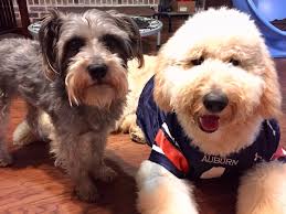 Lost dog Poco in Dayton, WA, needs help to find