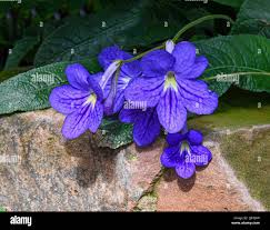 Image result for Streptocarpus glandulosissimus