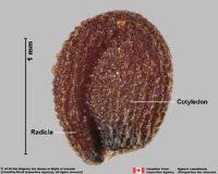 Image result for Anisophylleaceae