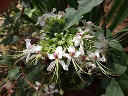 Image result for Clerodendrum umbellatum