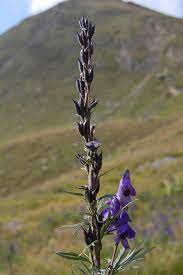 Aconitum Aconite Blue Rocket Devil S Helmet Helmet Flower Leopard S Bane Monkshood Queen Of Poisons Wolfsbane Woman S Bane North Carolina Extension Gardener Plant Toolbox