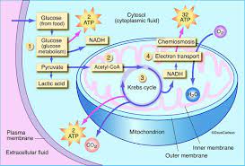 We did not find results for: Aerobic Respiration Photo In 2021 Study Biology Biology Diagrams Photosynthesis And Cellular Respiration