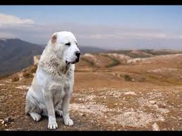 Alabay Kopekleri Turkmen Alabai Dogs Alabay Fotograflari Youtube