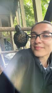 Rehoming a 1 year old black sexlink hen in Joseph