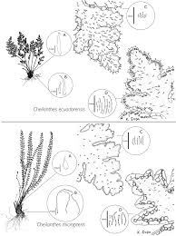 Image result for Cheilanthes schimperi