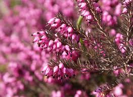 Image result for Ficalhoa